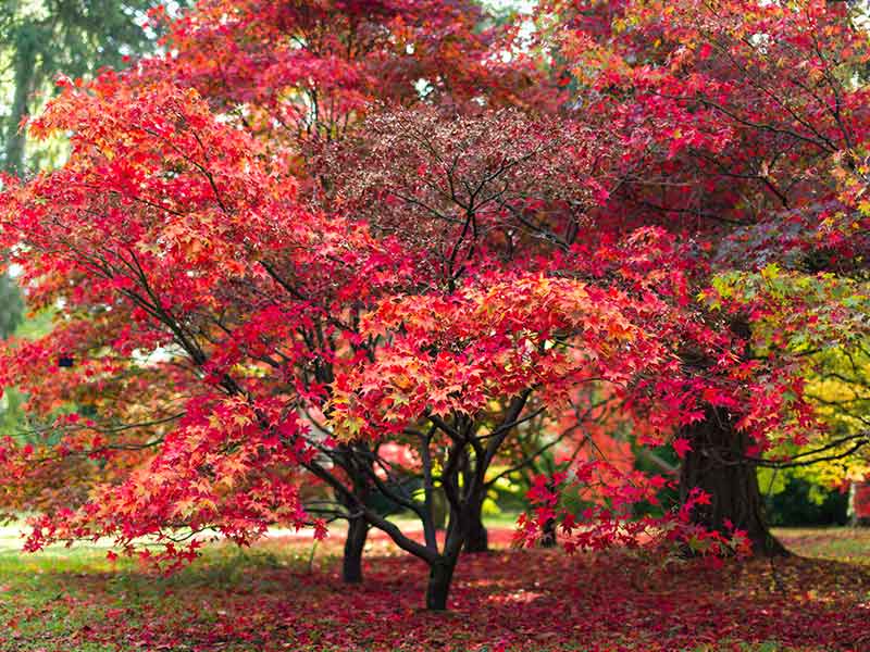 Japanese Maple (Acer palmatum) tree leaves in Autumn colors