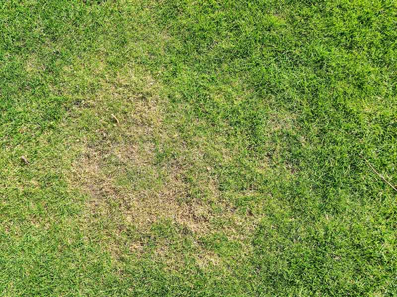Aerial view of green grass with patches showing uneven growth, indicating possible damage.