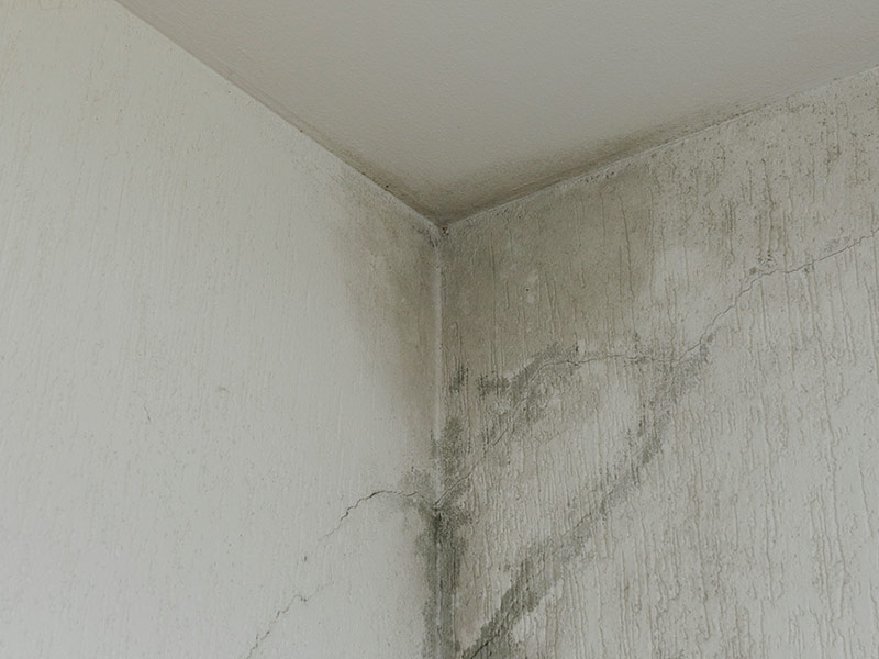 infiltration and mold on the ceiling