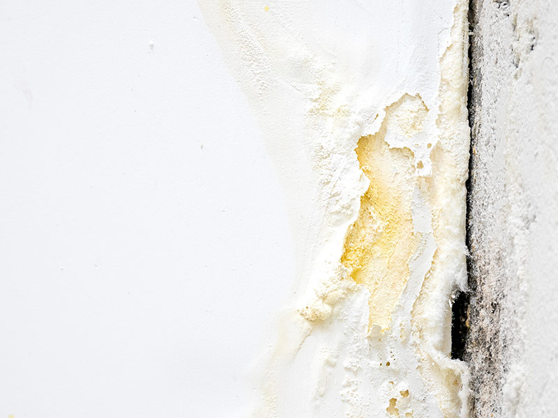 Close up drywall exposed to water and moisture, Yellow staining with white fluffy soft parts
